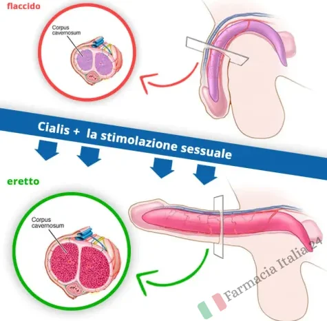 Acquistare CIALIS generico online Senza ricetta Prezzo 2024 in Farmacia  Italia